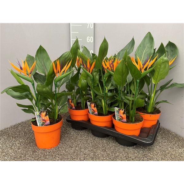 <h4>Strelitzia 4pp met kunstbloem -17</h4>