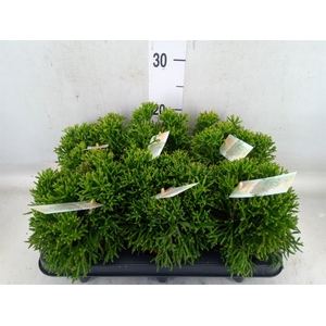 Rhipsalis   ...