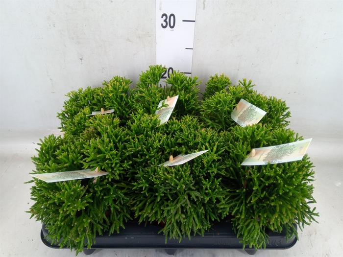 <h4>Rhipsalis   ...</h4>