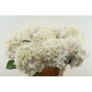 Hydr M White Verena 80-22