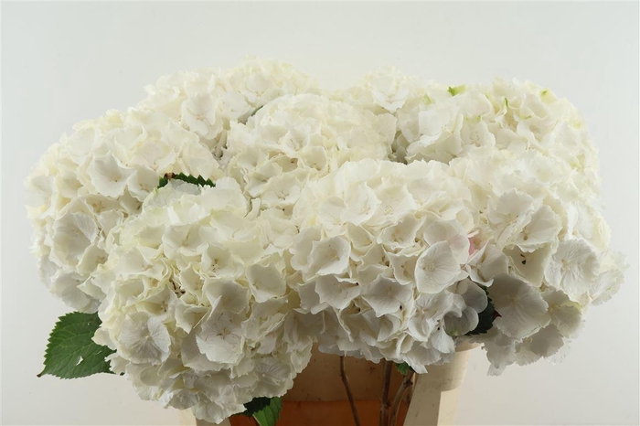<h4>Hydr M White Verena 80-22</h4>