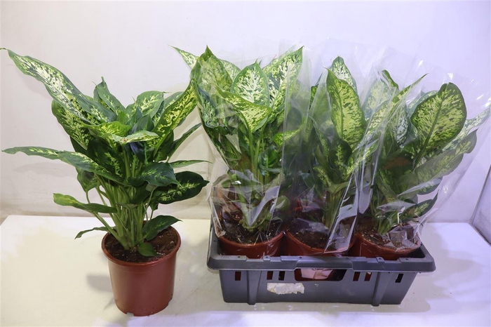 <h4>Dieff Compacta</h4>