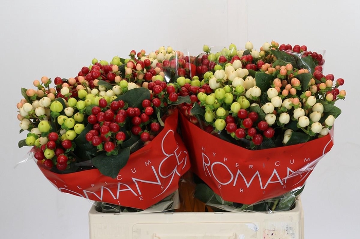 Hypericum Rainbow Romance