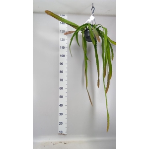 Epiphyllum   ...