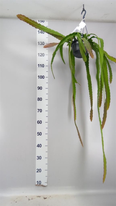 <h4>Epiphyllum ...</h4>