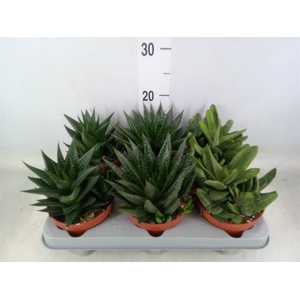 Aloe   ...mix