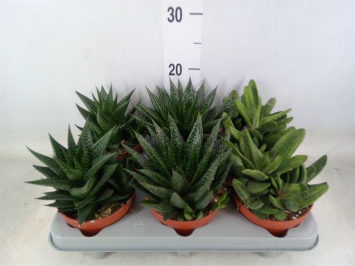 <h4>Aloe   ...mix</h4>