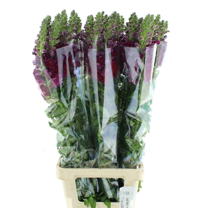 <h4>ANTIR MARY RED</h4>