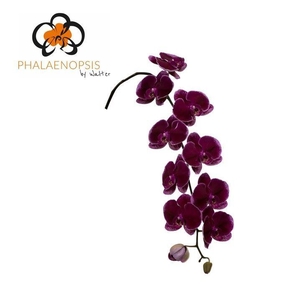 Phal Lie de Vin 8-12