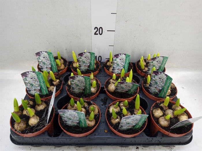 <h4>Ornithogalum balansae</h4>