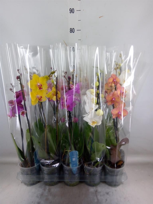 <h4>Phalaenopsis ...mix 5</h4>