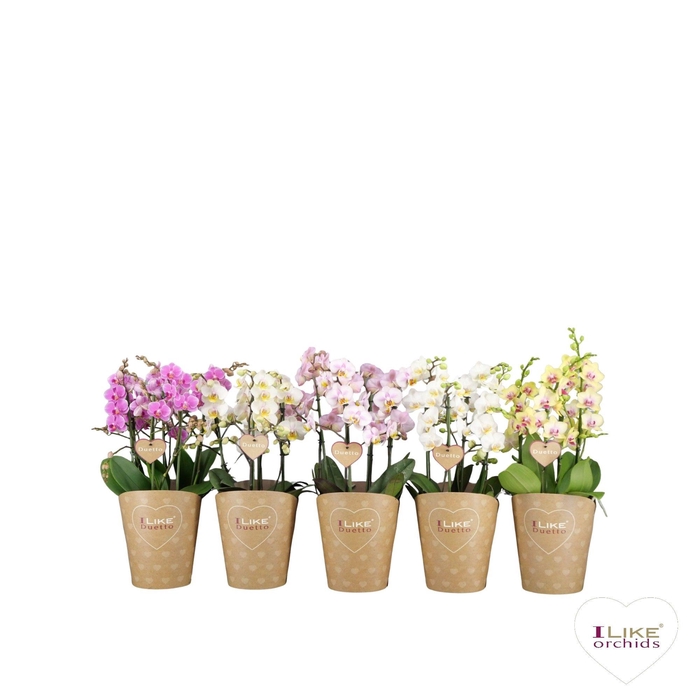 <h4>Duetto Multi Mix 60+</h4>