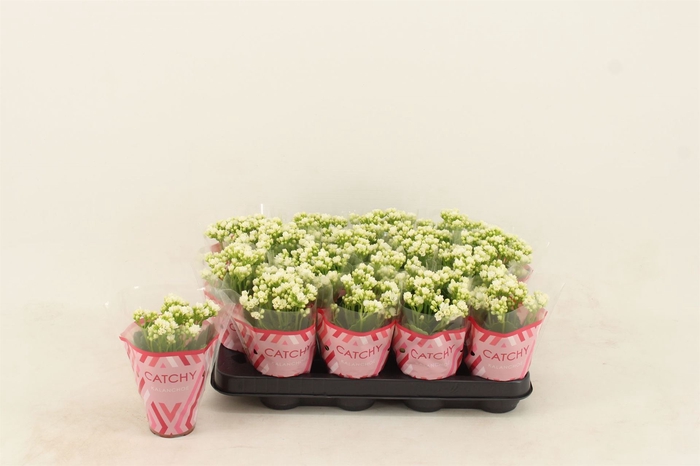 <h4>Kalanchoe blos. 'Calandiva Whites'</h4>