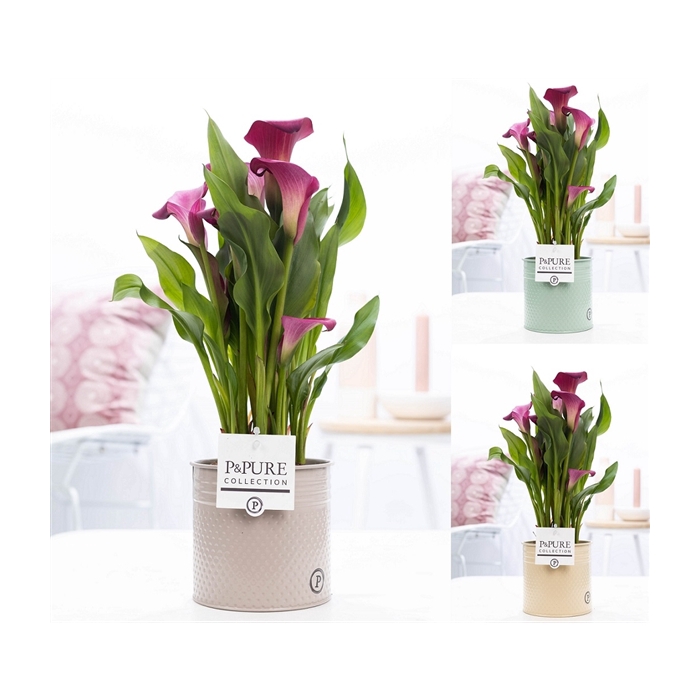 <h4>Zantedeschia pink in P&PURE zinc pot Louise 4 ass.</h4>