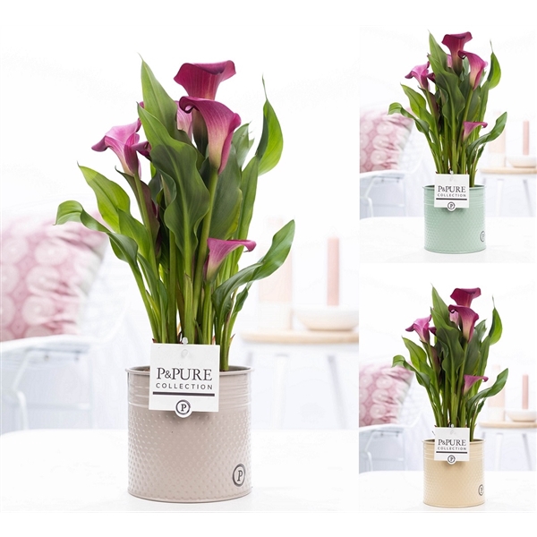 Zantedeschia pink in P&PURE zinc pot Louise 4 ass.