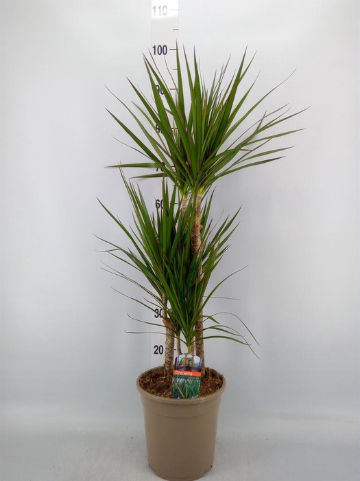 <h4>Dracaena marg.</h4>