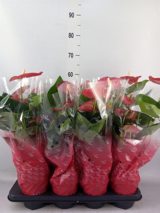 <h4>Anthurium andr. 'Jambo Red'</h4>