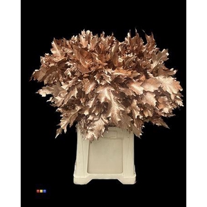 Quercus Klb Copper 80cm GK