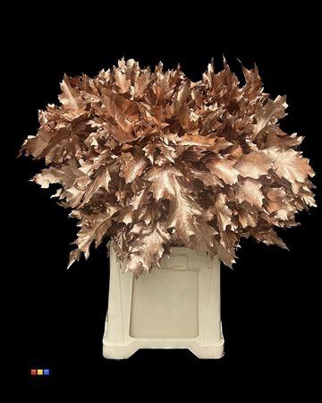 <h4>Quercus Klb Copper 80cm GK</h4>