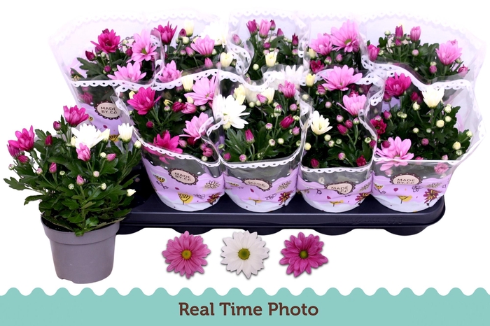 <h4>CHRYS GEM IN POT</h4>