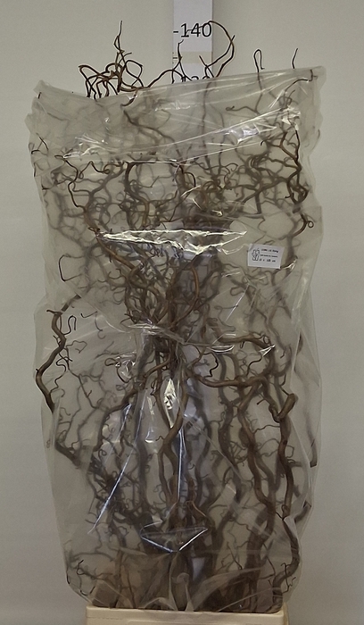 <h4>CORYL AV CONTORTA</h4>