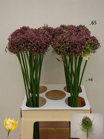 <h4>Allium Hairy Friend</h4>