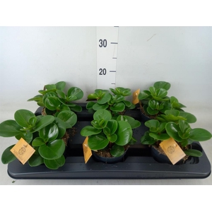 Peperomia obt. 'Green Gold'