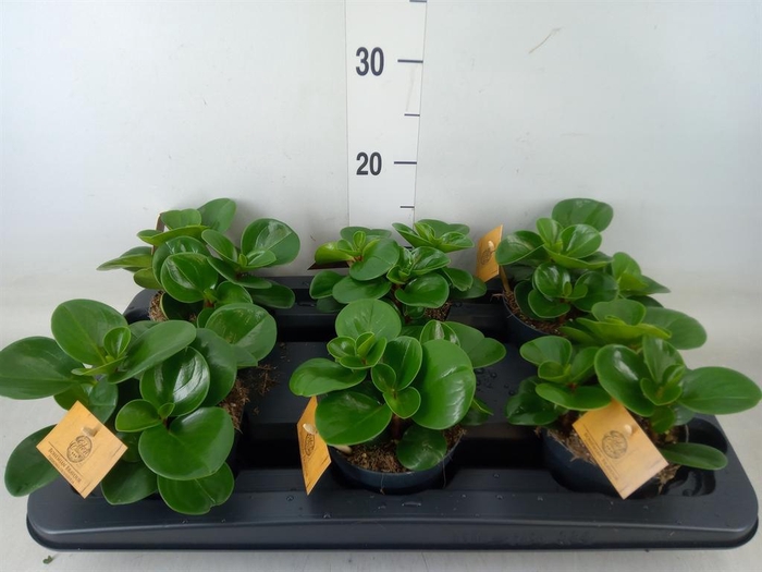 <h4>Peperomia obt. 'Green Gold'</h4>