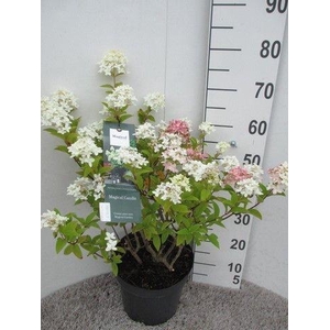 Hydrangea pan. Magical Candle 30-40 P26