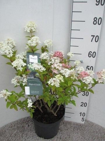 <h4>Hydrangea pan. Magical Candle 30-40 P26</h4>