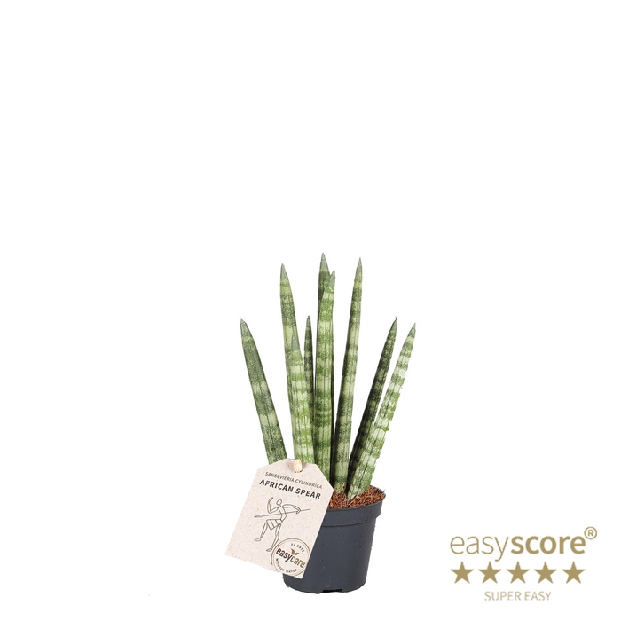 SANSEVIERIA CYLINDRICA P6 ROCKET