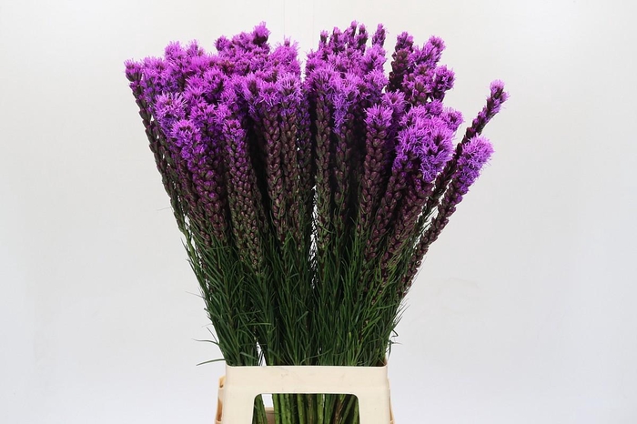 <h4>Liatris Callilepis</h4>