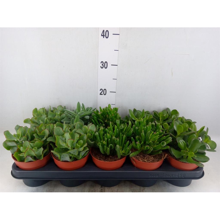 <h4>Crassula   ...mix</h4>