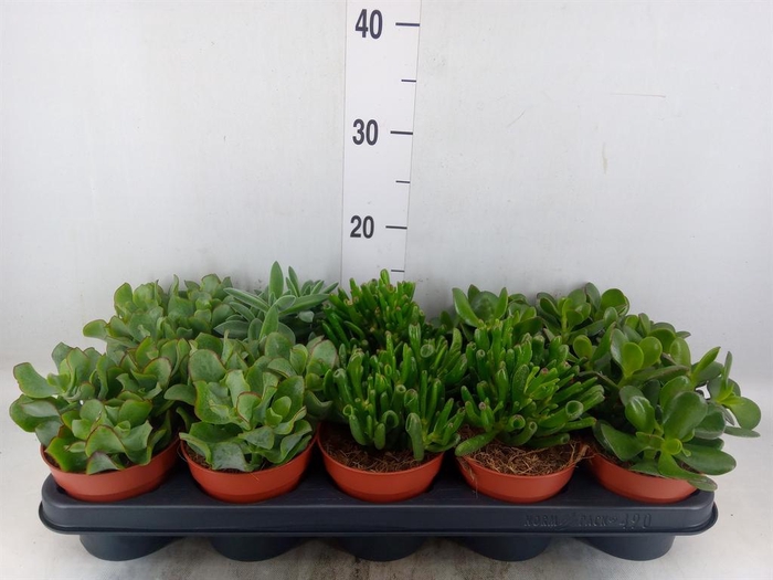 <h4>Crassula   ...mix</h4>