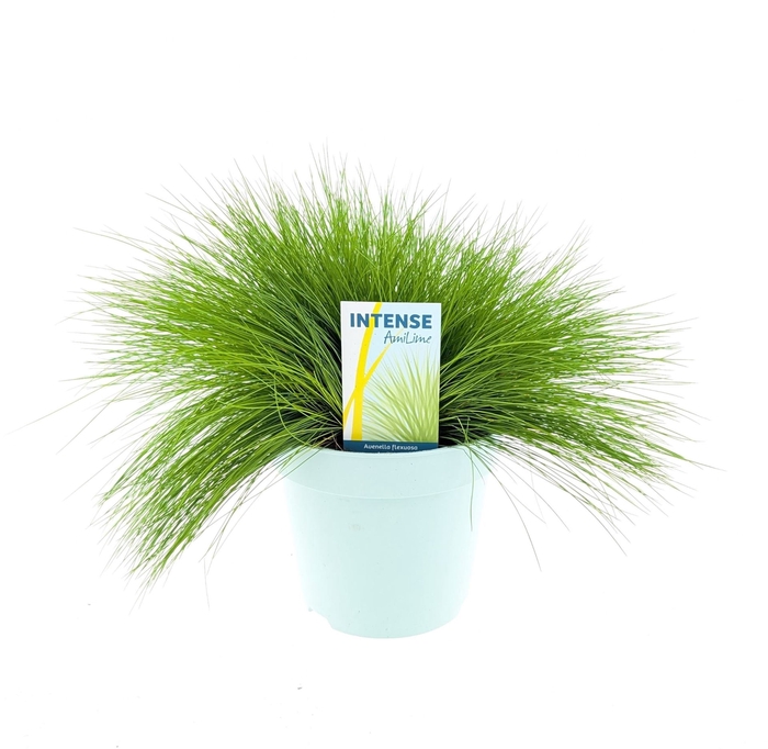 <h4>Deschampsia flexuosa 'Amilime'</h4>