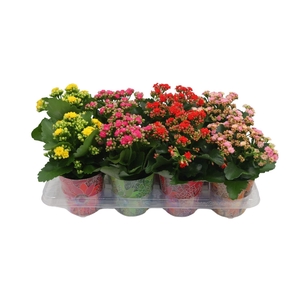 KAL GE PERFECTA YELL