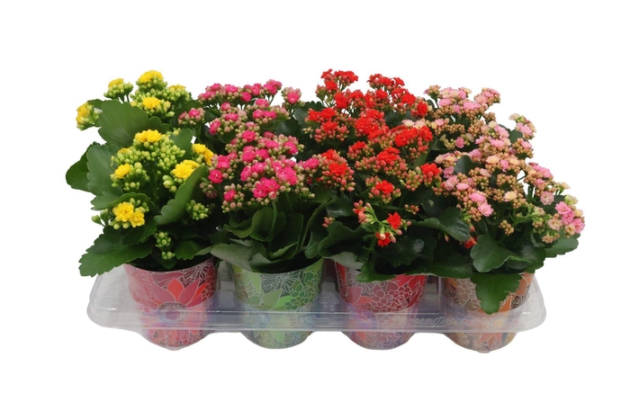 <h4>KAL GE PERFECTA YELL</h4>