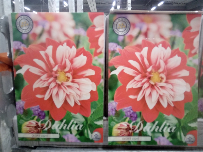 <h4>Dahlia   ...flowerbulbs</h4>