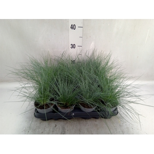 Festuca glauca