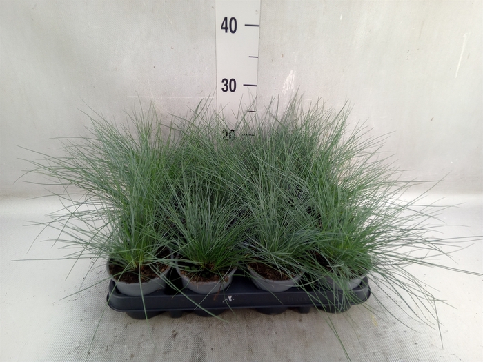 <h4>Festuca glauca</h4>