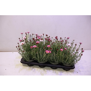 arr8 Rhodan H Zagora Pink