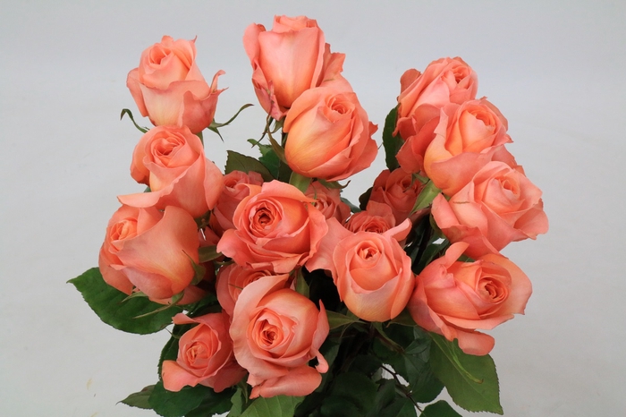 <h4>Rosa Ec Coral Reef</h4>