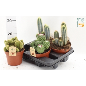 CACTUS GEM