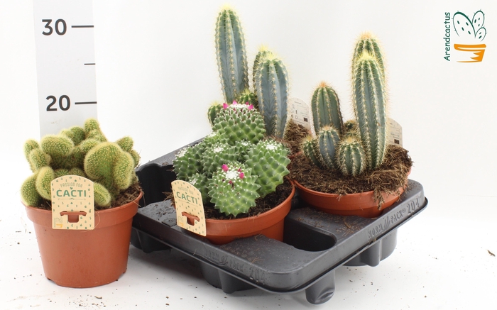 <h4>CACTUS GEM</h4>
