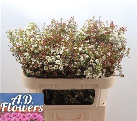 <h4>Chame Mi Liron</h4>