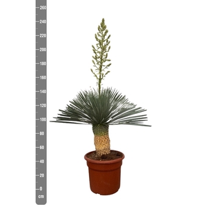 YUC ROSTRATA