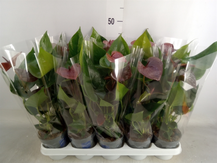 <h4>Anthurium  'Black Love'</h4>