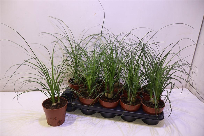 <h4>arr8 Nolina</h4>