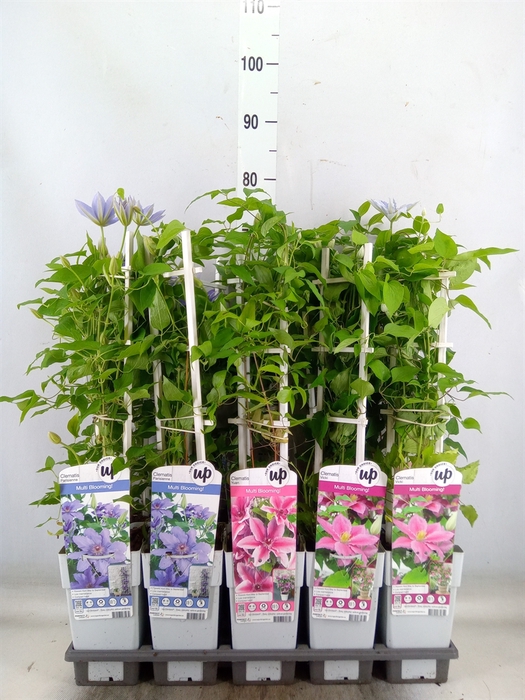 <h4>Clematis   ...</h4>