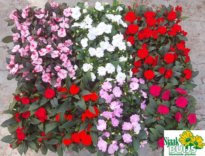 <h4>IMPAT NG GEM 6 KL</h4>